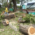 Entre sábado y domingo se podaron seis árboles ubicados en la avenida  Kennedy, al lado de la Universidad de Guayaquil.