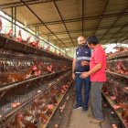 Acción. Un técnico de Agrocalidad inspecciona una granja avícola por los casos de gripe aviar que hay en el país.