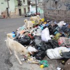Los peludos en situación de calle se alimentan en cumulo de basura.