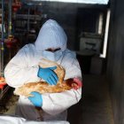 MILES DE AVES HAN SIDO SACRIFICADAS PARA CONTROLAR EL AVANCE DE LA ENFERMEDAD |