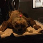 Una perezosa bajo cuidado en el Zoológico de Quito.