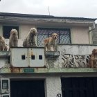 Centro. Cinco perros viven en malas condiciones dentro de una casa.