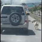Persecución. El animalito intercepta al automotor en un par de ocasiones, pero el conductor no se detiene para recogerlo