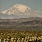 ACOMPAÑA CRÓNICA: ARGENTINA VINO - AME4946. MENDOZA (ARGENTINA), 09/01/2023.- Fotografía cedida por el Grupo Avinea de sus viñedos en la provincia de Mendoza (oeste), región vitivinícola que está sufriendo una sequía prolongada como consecuencia del cambio climático, en Argentina. Con más de 600 bodegas encargadas de producir alrededor de 10 millones de hectolitros de vino por año, la provincia de Mendoza (oeste) se ha consagrado como el principal exponente de esta bebida en Argentina, un modelo que hoy encara un desafío mayúsculo para su subsistencia: la sequía. Ubicada en la diagonal árida sudamericana, esta región sufre una escasez estructural de agua que se ha agravado en los últimos diez años como consecuencia del cambio climático, obligando a los productores vitivinícolas a adaptarse a esta "nueva normalidad" que, según las proyecciones actuales, ha llegado para quedarse. EFE/ Grupo Avinea SÓLO USO EDITORIAL/SÓLO DISPONIBLE PARA ILUSTRAR LA NOTICIA QUE ACOMPAÑA (CRÉDITO OBLIGATORIO)