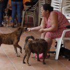 Ana Cristina Martínez juega con sus perros el 12 de enero de 2023 en Rosas (Cauca). Cuando la tierra comenzó a temblar y una avalancha arrastró más de 60 viviendas en el municipio de Rosas, en el departamento colombiano del Cauca (suroeste), una mujer sobrevivió gracias a las narices frías y las colas meneantes de sus cuatro perros que la guiaron hacia la supervivencia. EFE/ Ernesto Guzmán