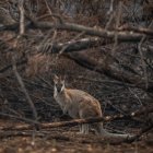 En la imagen de archivo, un ualabí de cuello rojo busca refugio entre matoralles quemados en Cobargo, Nueva Gales del Sur (Australia). EFE/ James Gourley