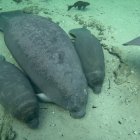 Fotografía divulgada por el Instituto de Ciencias Agrícolas y Alimentarias de la Universidad de Florida en el Condado de Volusia (UF IFAS Extension Volusia County) donde se aprecia a una manatí junto a sus recién nacidos mellizos en las aguas del parque natural Blue Spring, en el centro de Florida (EEUU).