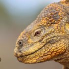 Fotografía fechada el 16 de enero de 2018, cedida por Parque Nacional Galápagos, que muestra iguanas terrestres amarillas (Conolophus subcristatus) en Fernandina, Galapagos (Ecuador).