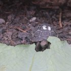 Un ejemplar de tortuga del Centro de Crianza Arnaldo Tupiza, del Parque Nacional Galápagos. Imagen referencial.