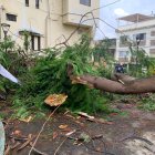 Urdenor 1. El árbol se mantuvo obstaculizando el paso varios días.