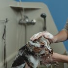 Cuidado extremo. También es importante mantener una buena limpieza de los ojos y las orejas, pero debe hacerlo con mucho cuidado. Es mejor usar toallas húmedas.