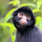 La patología hace que el pelaje se torne de color blanco, afecta a la melanina y no es igual al trastorno parecido al albinismo.