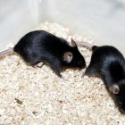 Ratones de laboratorio utilizados en los experimentos.