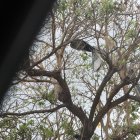 Solo haciendo un zoom es posible notar que una luminaria está detrás de los árboles.