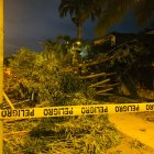 Huancavilca Sur. Un árbol de eucalipto cayó sobre una vivienda.