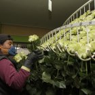 Hacienda.- Una persona que trabaja en la industria de las flores arregla las rosas para la exportación.