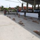 Hallan más de una tonelada de cocaína camuflada en palets dentro de un contenedor.