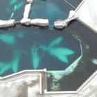 La orca Kiska en e centro de la imagen, sola en una de las piscinas del Marineland de Ontario.