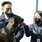 Chequeo. El animalito sería similar a un Pitbull. Mientras lo analizaban los médicos, se mostraba temeroso.