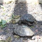 Galápagos. Tortugas del Centro de Crianza Arnaldo Tupiza, del PNG.