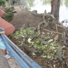 Parque Forestal. De todas las edades se maravillan con las iguanas y se detienen a darles de comer.