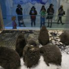 Labor. Un grupo de polluelos de pingüinos Adelia permanece en su corral, en el zoológico de Guadalajara, observado por visitantes.