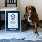 Bobi, un mastín del Alentejo de 30 años y 267 días de edad y residente en el municipio de Leiria (centro de Portugal), ha sido reconocido este jueves con el Récord Guinnes por ser el perro más viejo del mundo.