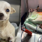 El perrito permaneció varias horas en observación luego de su operación