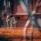 Alerta. El 2022 fue un mal año para las mascotas. Aumentó el porcentaje de los perros que tras haberse perdido, no volvieron a casa.