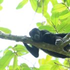 ESPECIE. Los monos aulladores viven en la región Costa.