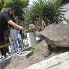 Contacto. Quienes visitan el campus Espol Las Peñas pueden observa las tortugas gigantes que tienen su hábitat en este sitio. Algunos aprovechan para tomarles fotos y alimentarlas con cactus que a ellas tanto les gusta.