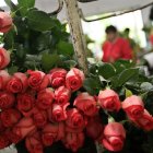 Celebración.- Las rosas son uno de los regalos preferidos el 14 de febrero.
