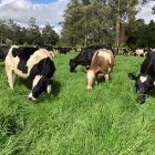 Ganadería.- La hacienda María Gabriela, una de las que está certificada en carbono neutro en Ecuador.