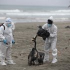 Personal del Servicio Nacional de Sanidad Agraria de Perú (Senasa) recoge pelícanos muertos infectados con gripe aviar H5N1, en la playa San Pedro al sur de Lima (Perú), en una fotografía de archivo. EFE/Paolo Aguilar