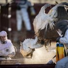 Funcionarios daneses matan y eliminan miles de pavos en una granja en Zelanda, Dinamarca, el 6 de enero. EFE/EPA/MADS CLAUS RASMUSSEN