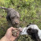 Cientos de perros, zorros y lobos están muriendo en los bosques de Italia. Los excursionistas se los encuentran descomponiéndose en el suelo