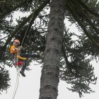 El italiano Andrea Maroè, especialista en escalar árboles gigantes, trepó este lunes una araucaria de la Plaza de la Independencia de Quito, en una acción para dar inicio a un proyecto de conservación y recuperación de árboles patrimoniales de la capital de Ecuador.