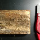 Fotografía cedida por la Universidad Internacional de Florida (FIU) donde se aprecia una muestra de madera en descomposición debido a las termitas.