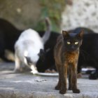 Fotografía de archivo de un grupo de gatos.