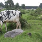 Producción. Las comunidades próximas al coloso de los Andes viven de la leche que obtienen del ganado, que también es de crianza. La agricultura es otra fuente.
