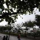 Los arboles incluso llegan a topar con el cableado del sector.