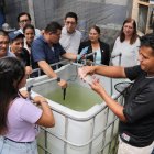 Estanques. El equipo de trabajo alimenta a los peces con el nuevo producto elaborado.