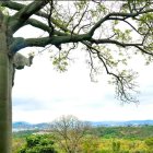 En La Prosperina hay 121 especies de árboles.