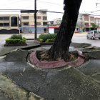 Los parterres cuarteados han dado cabida a que los roedores usen estos espacios como refugio.
