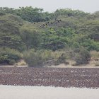 La evidente proliferación aves en el islote El Palmar preocupa a pasajeros y expertos en aviación.