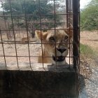 Situación. La organización constató el estado de animales salvajes.