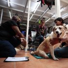 Ciudad de México. Una especialista atiende a una perra que llegó enferma al centro de rehabilitación Car-can.