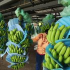 RACIMOS DE BANANO DE EXPORTACIÓN EN HACIENCA AGRÍCOLA |