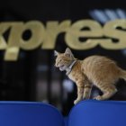 El gatito tiene cuatro meses, según el veterinario que lo atendió.