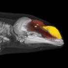 Escáner del morro productor de sonido de una marsopa. La imagen muestra las dos fuentes de sonido y el melón de grasa que conduce el sonido al agua.